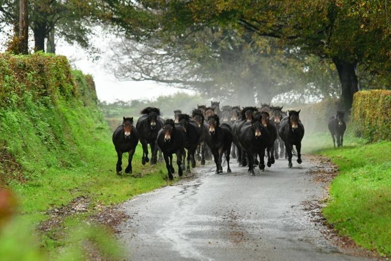 Exmoor Retreat On Two Moors Way Withypool Exteriér fotografie